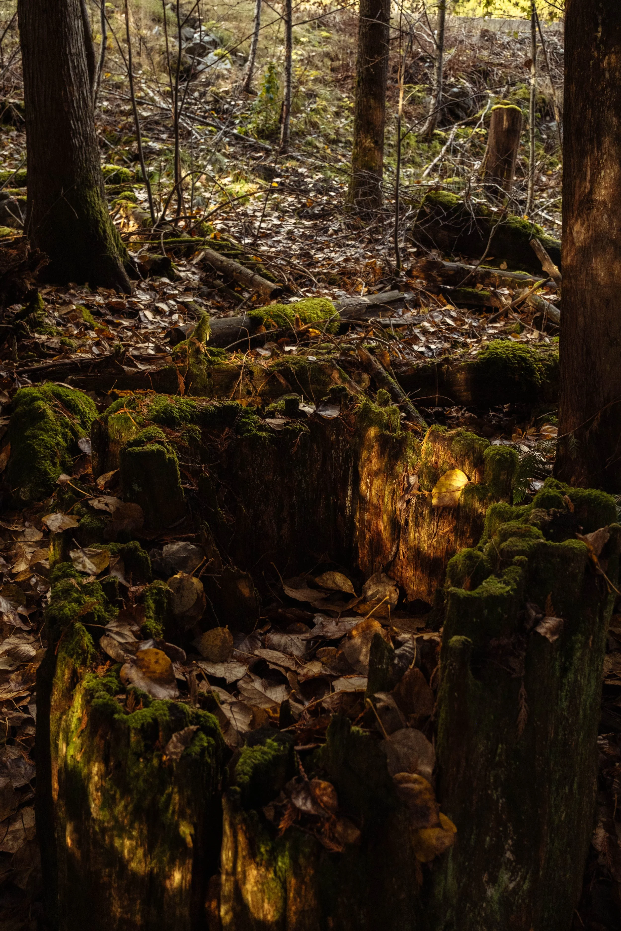 A decayed tree stump in a damp forest floor, covered with green moss and fallen leaves, surrounded by tree trunks and twigs.