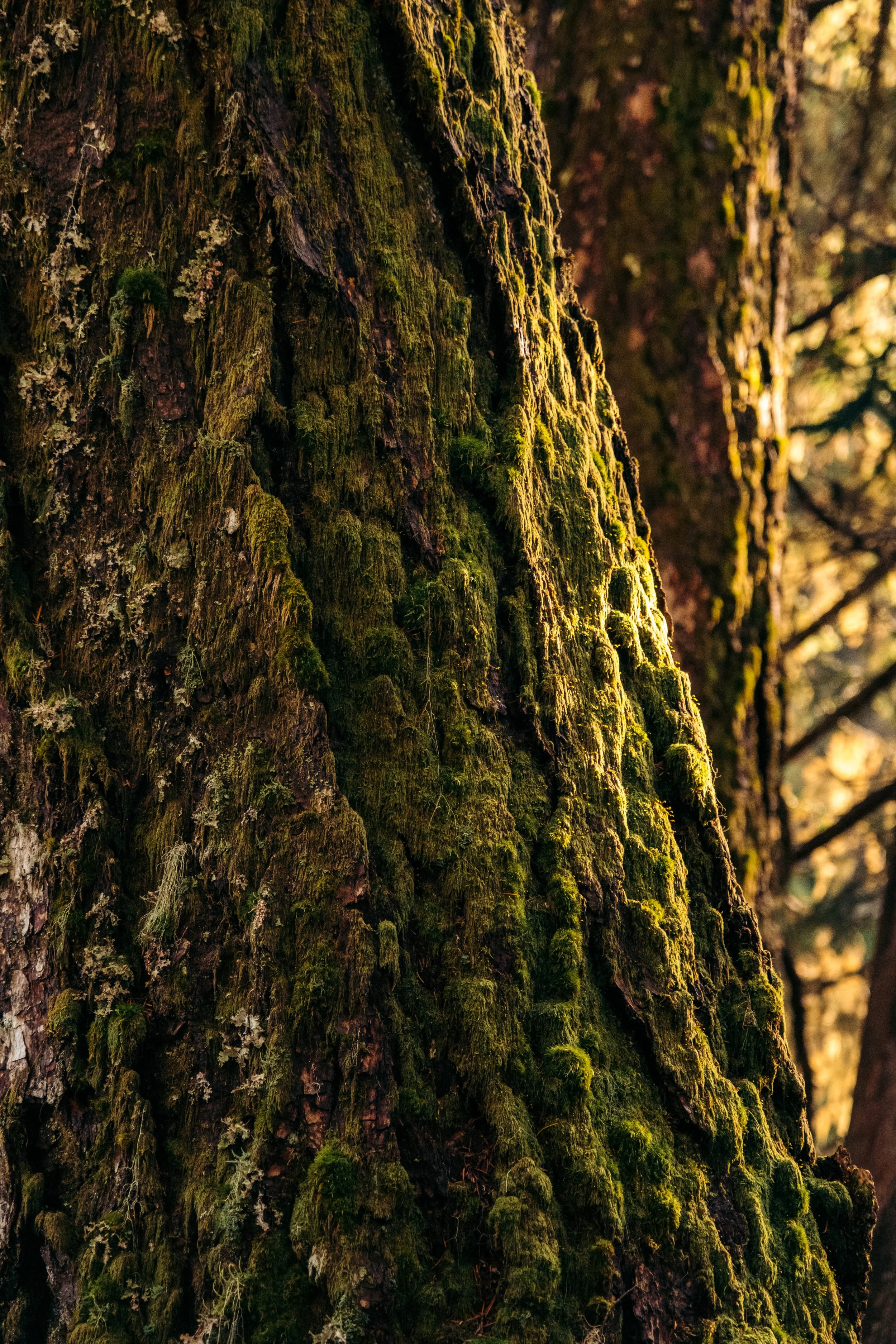 Close-up of a tree trunk covered in green moss in a forest with sunlight filtering through the background.