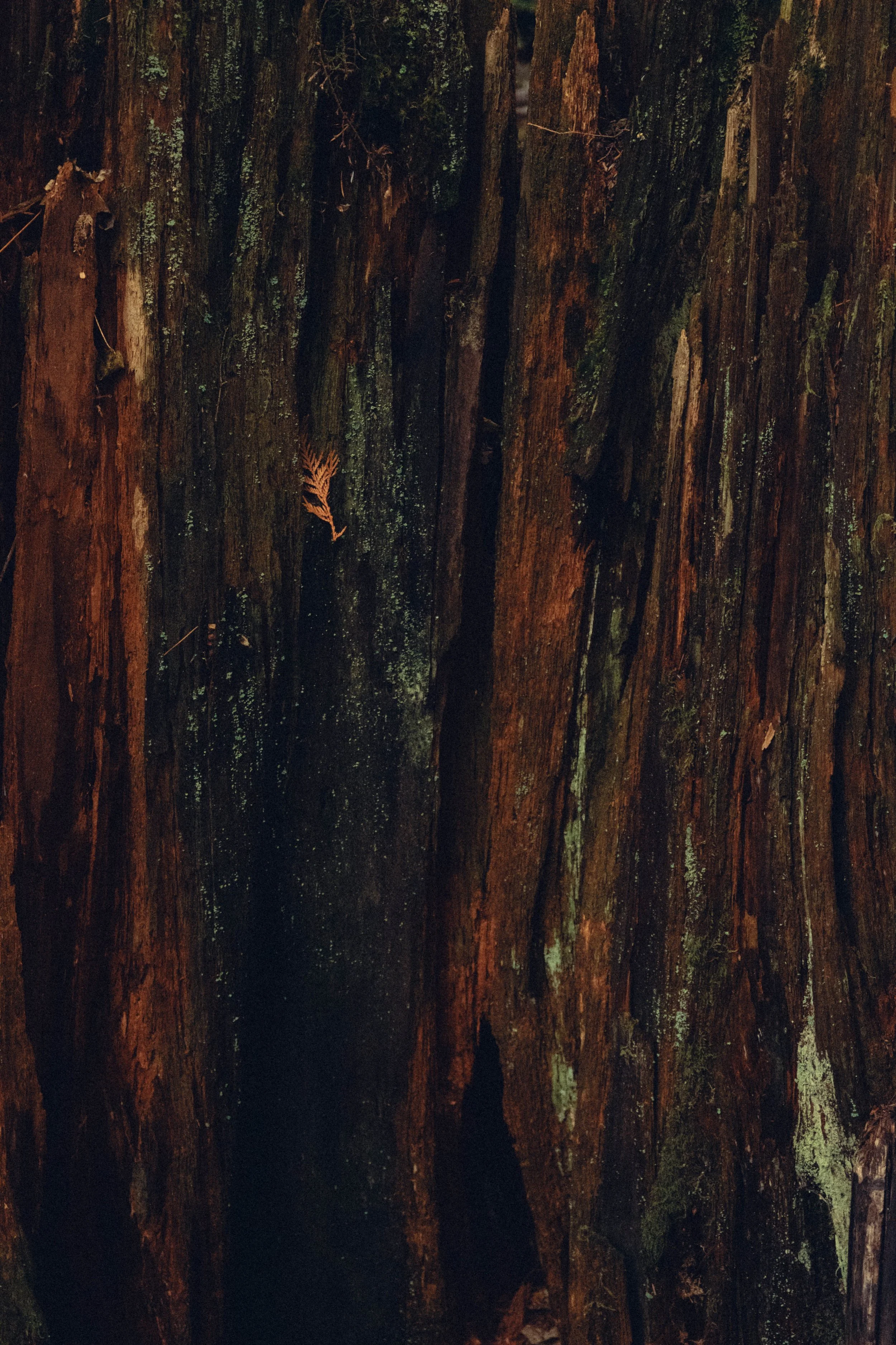 Close-up of tree bark with green moss and a small fern leaf.