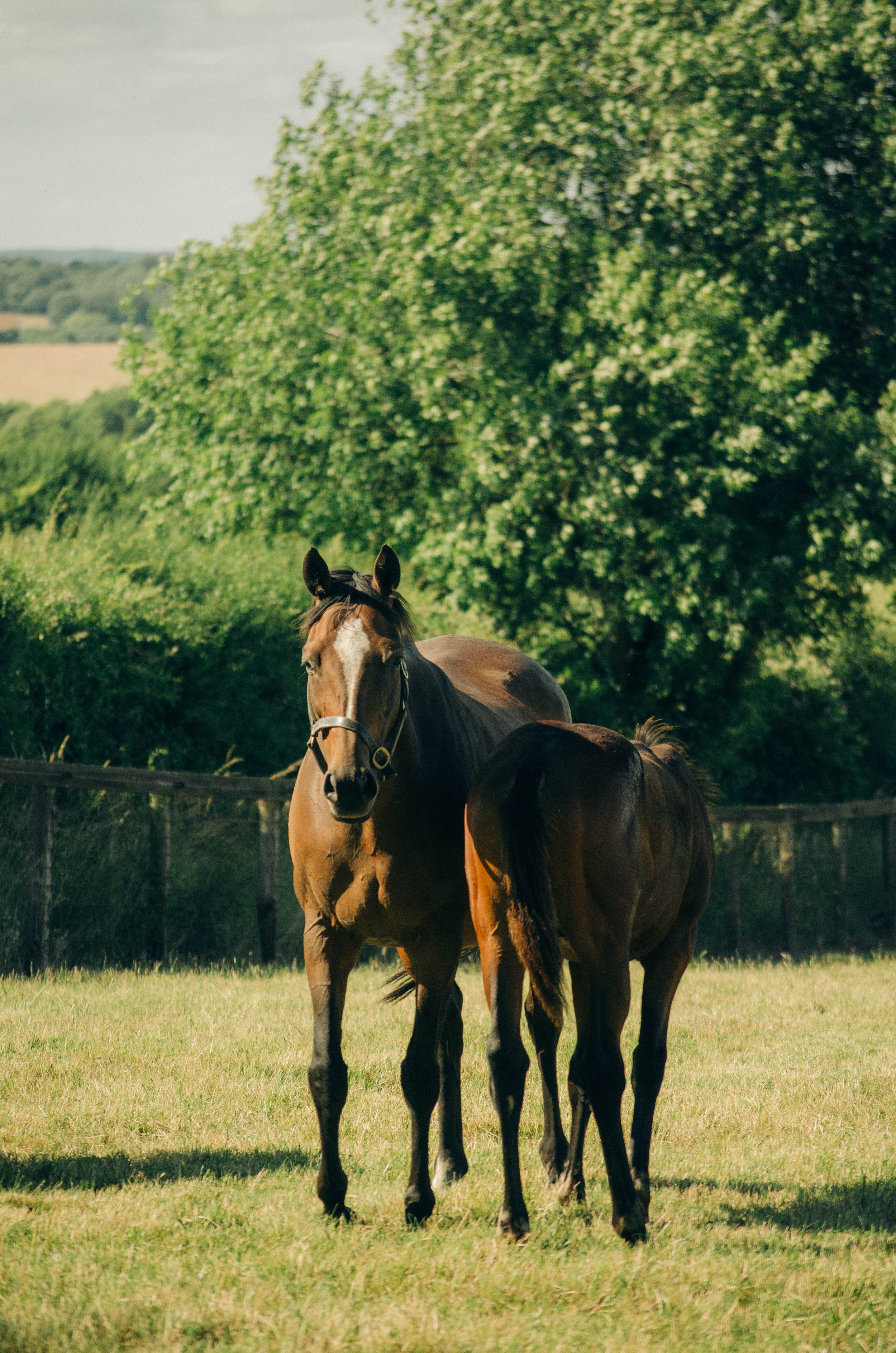 A brown horse with a white blaze on its face stands in a grassy field near a young foal, with green trees and a fence in the background on a sunny day.
