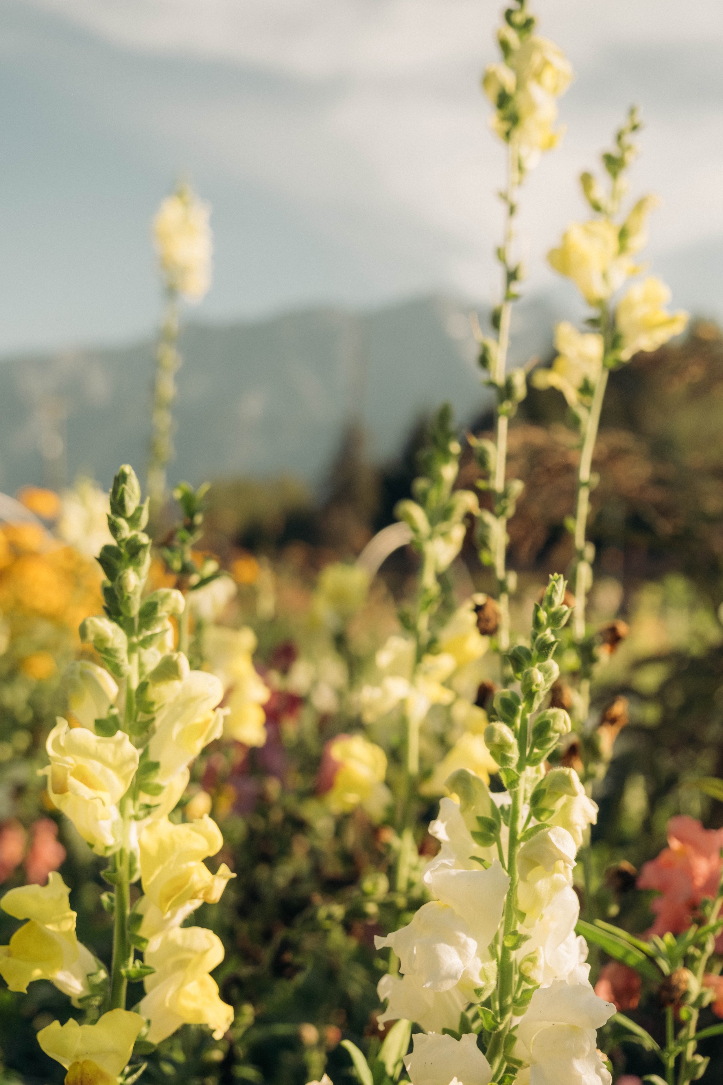Close-up of yellow and white snapdragons growing in a garden with a mountain backdrop.