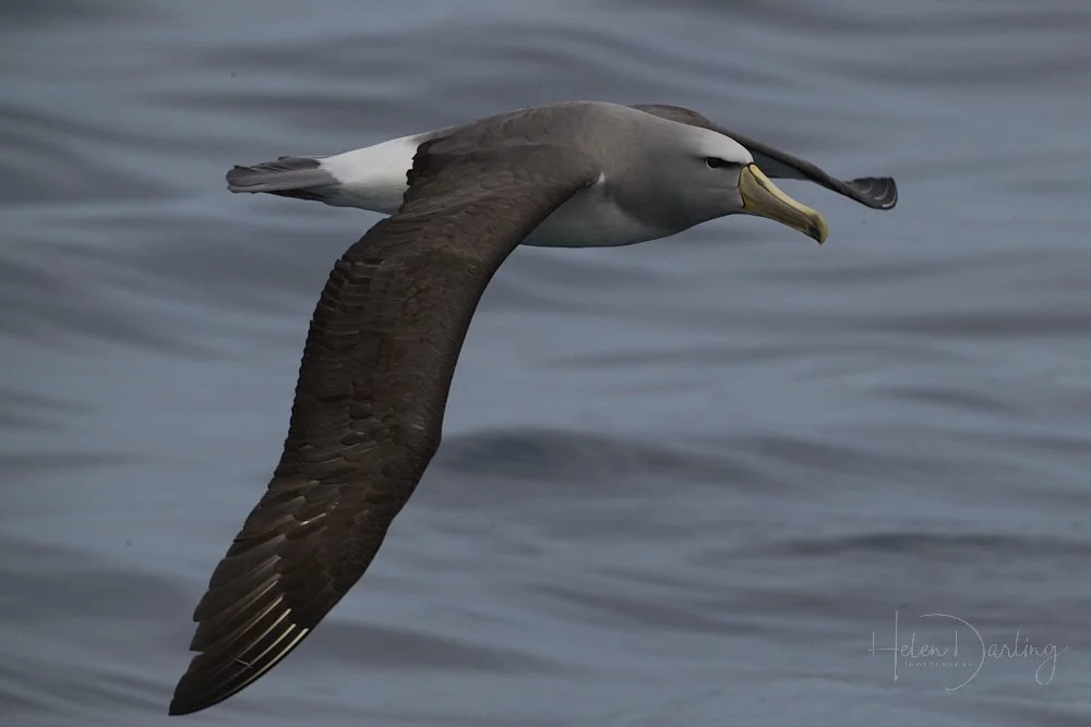 Salvins Albatross