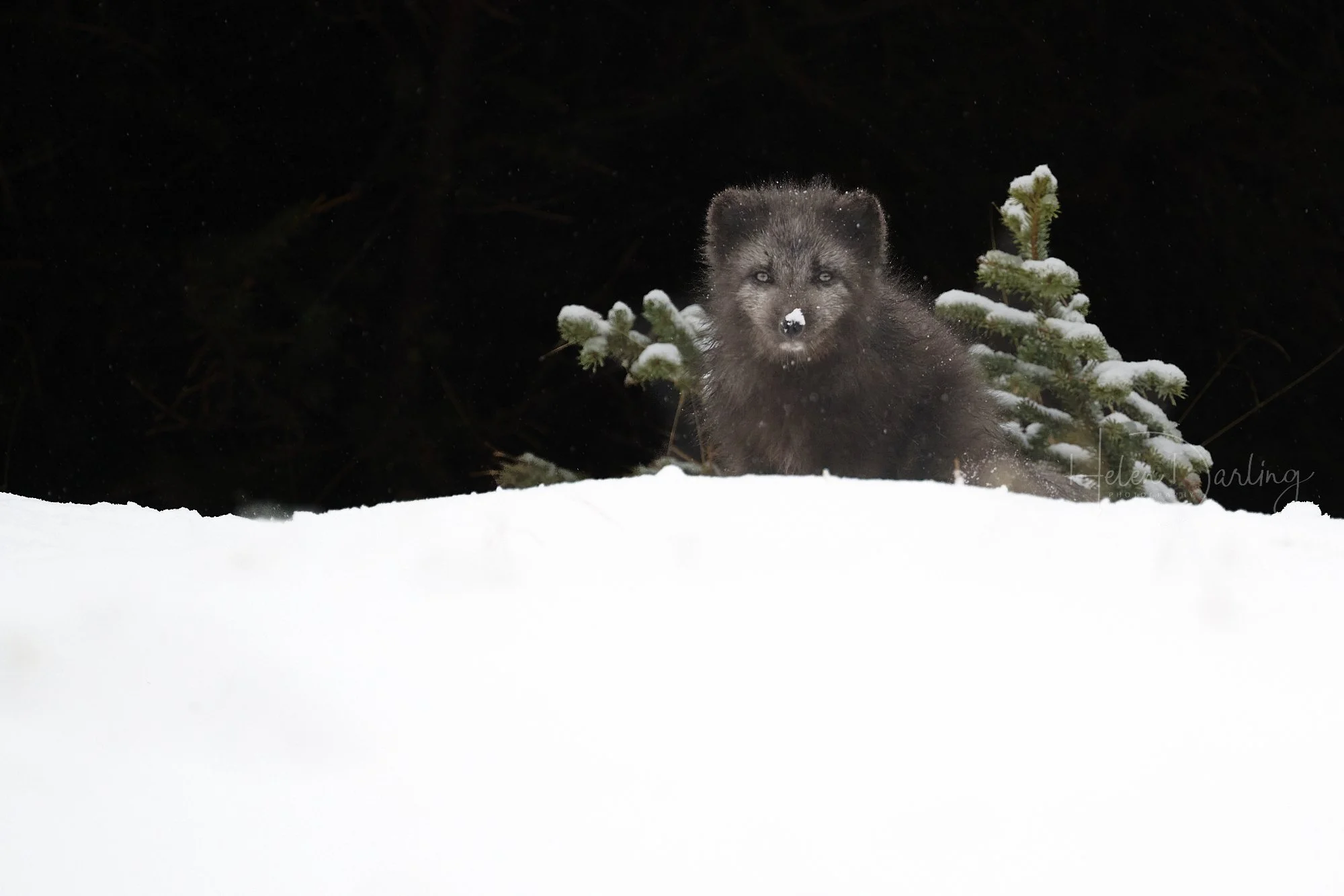 Arctic Fox, Iceland