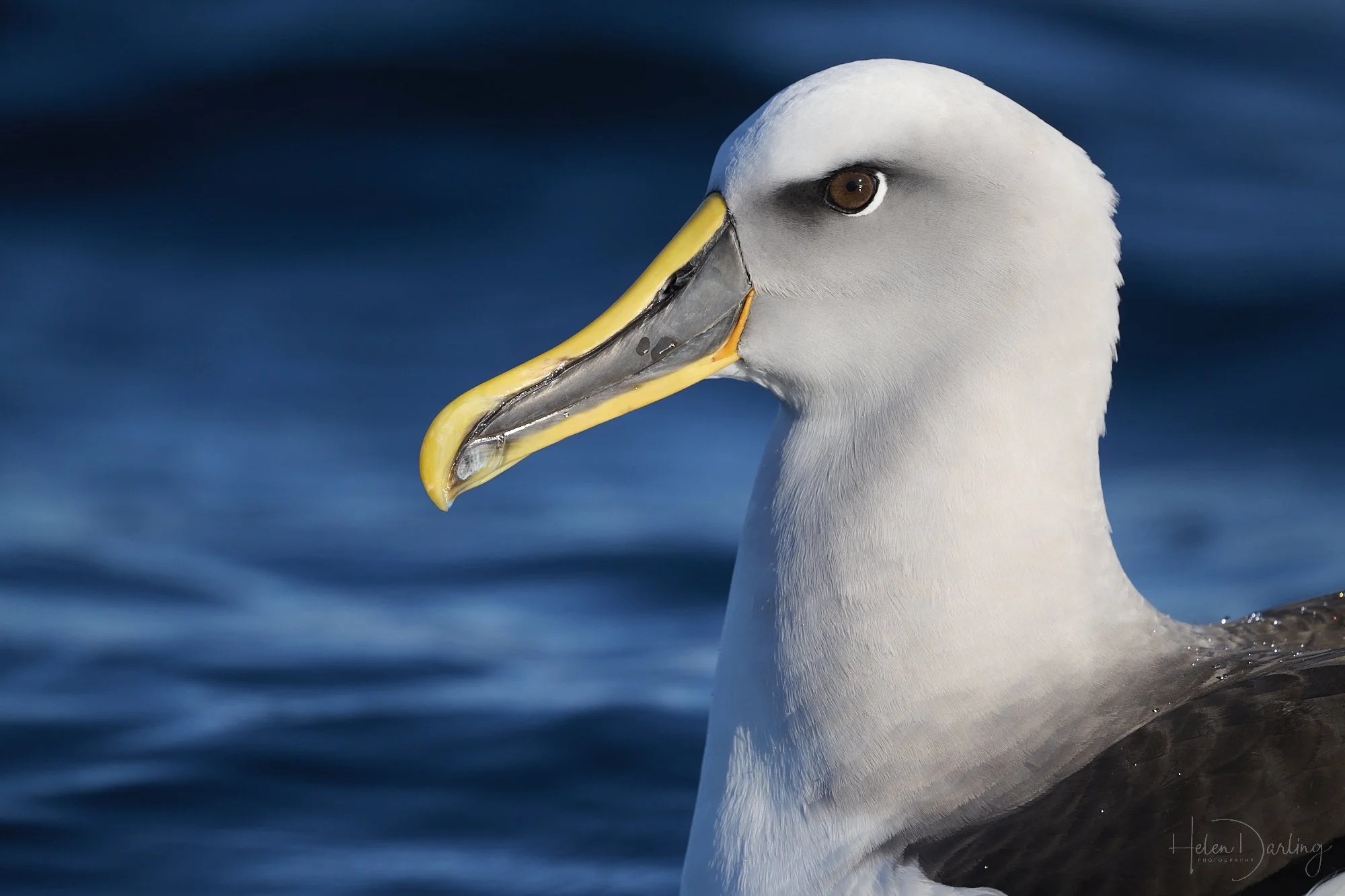 White Capped Albatross