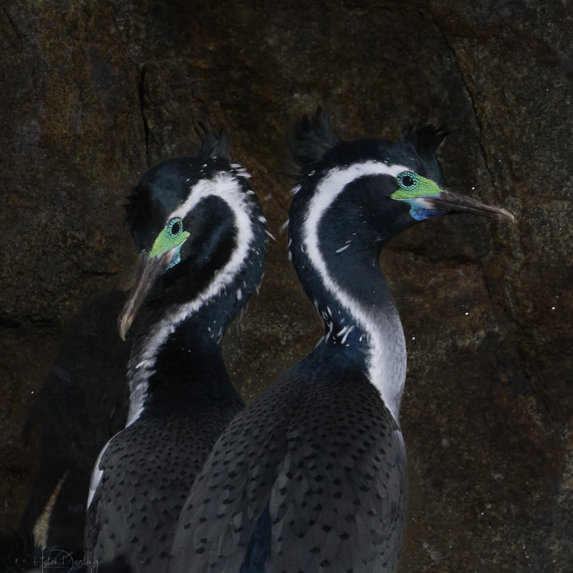 Spotted Shags