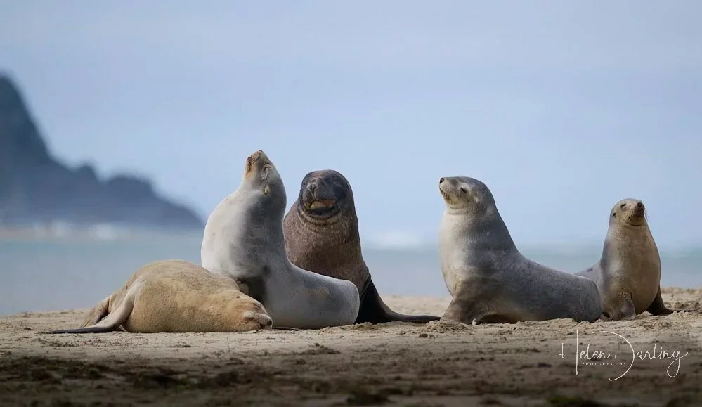 New Zealand Sealions