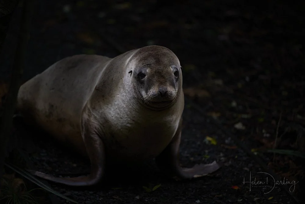 New Zealand Sealion