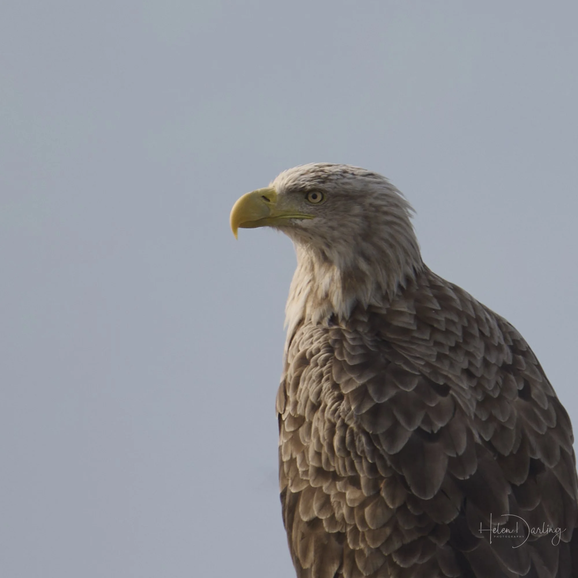 White Tailed Eagle