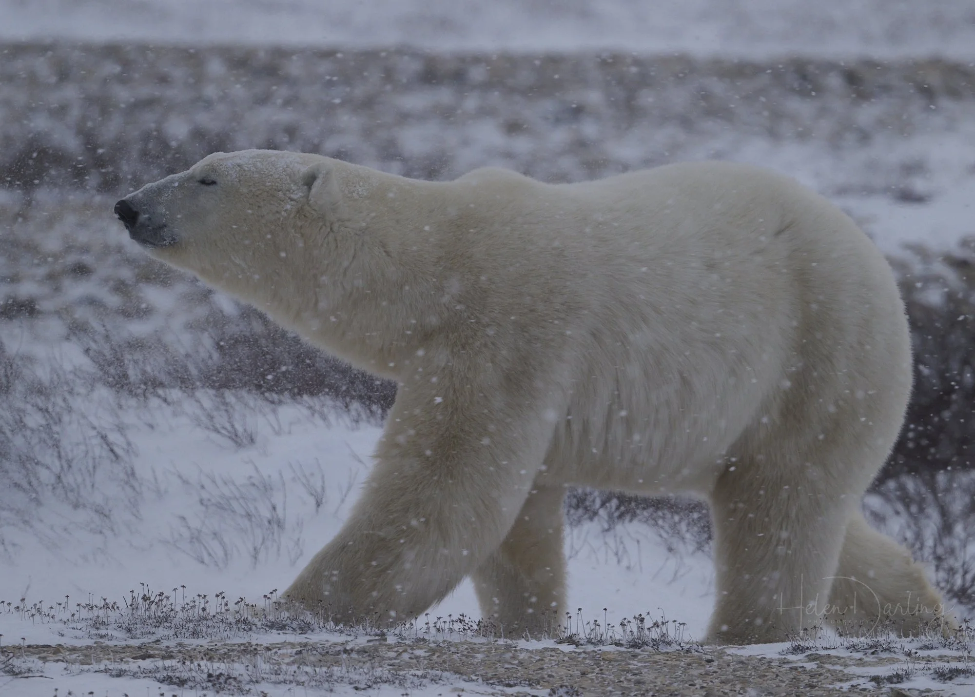 Polar Bear, Canada