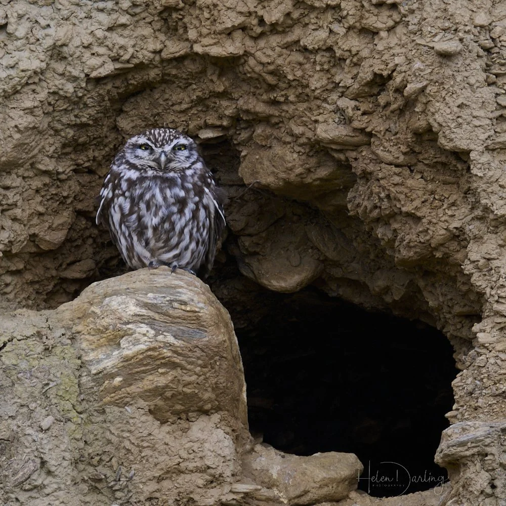 Little Owl