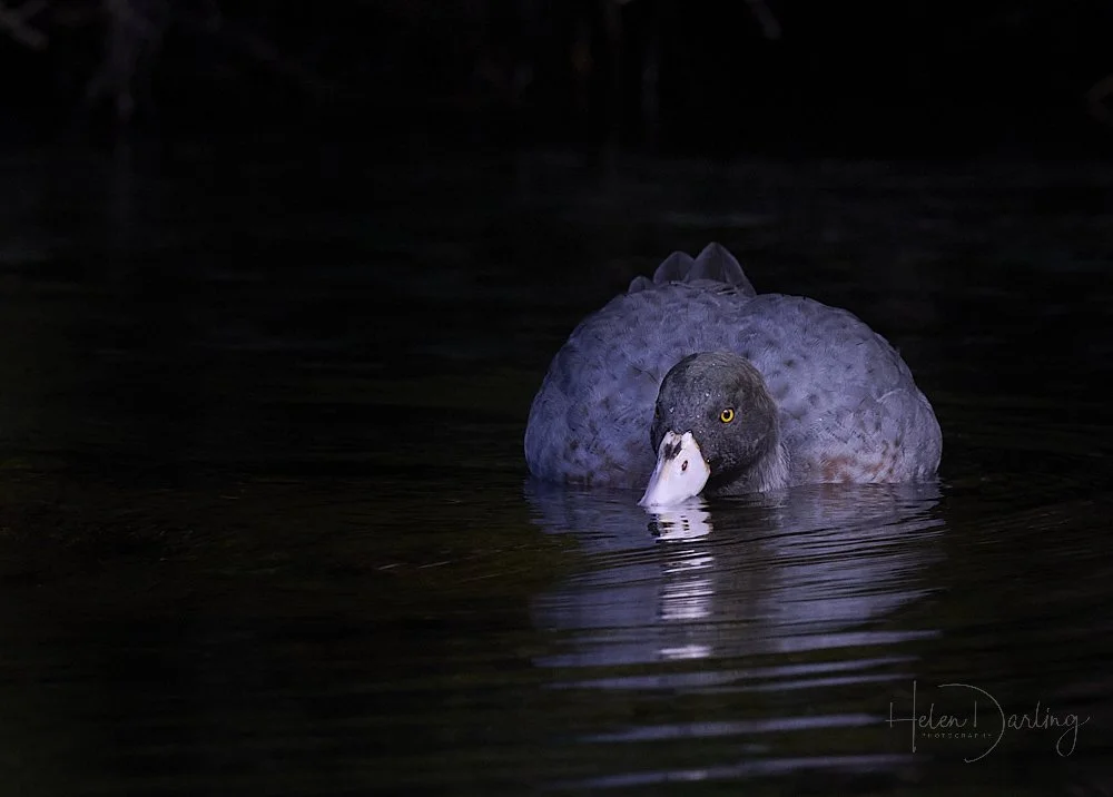 Whio | Blue Duck