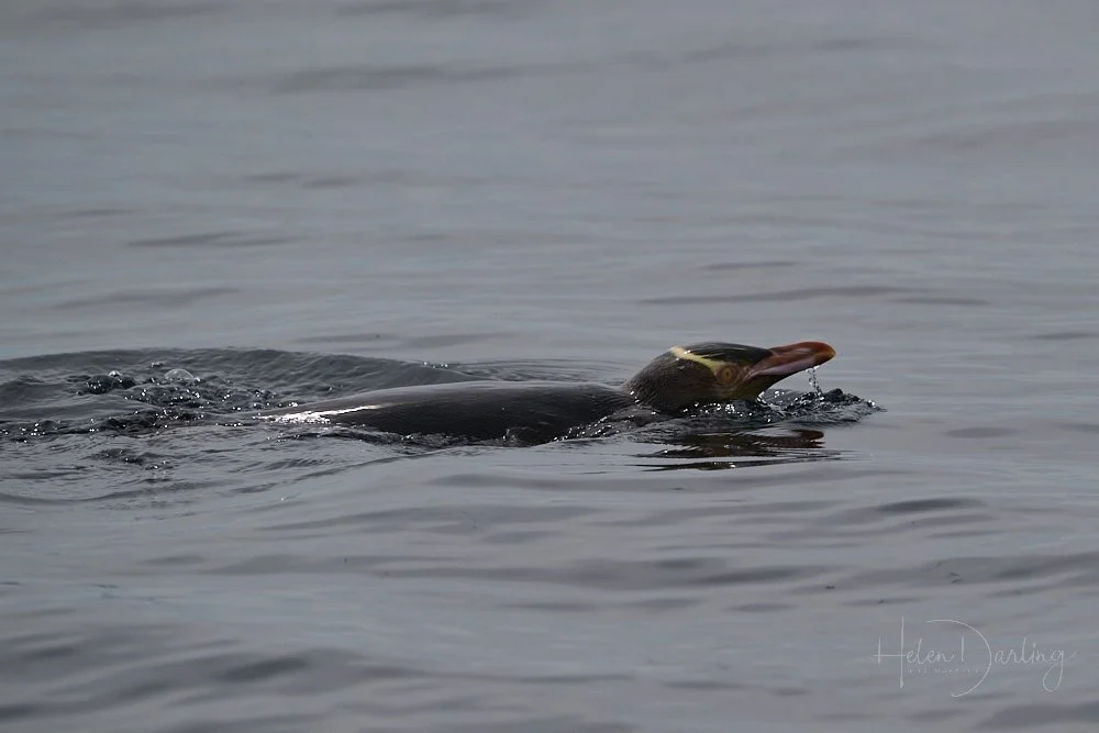 Hoiho | Yellow-Eyed Penguin