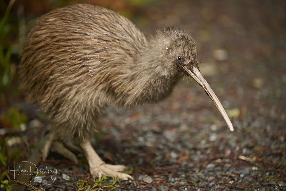 Behind the image: kiwi