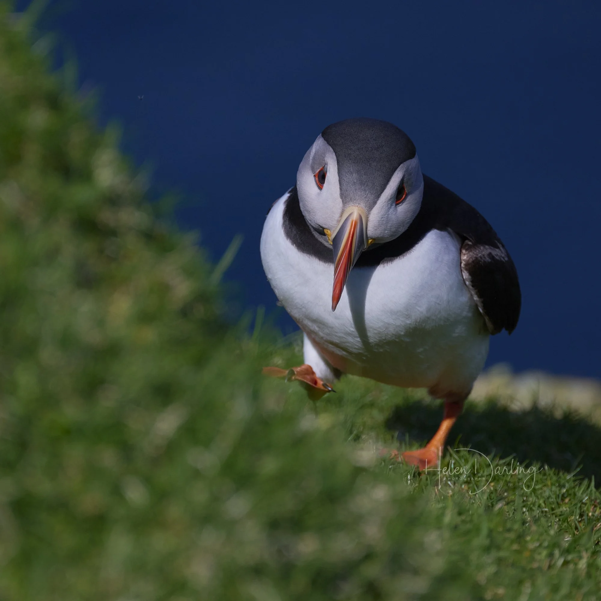 Puffin, Shetland