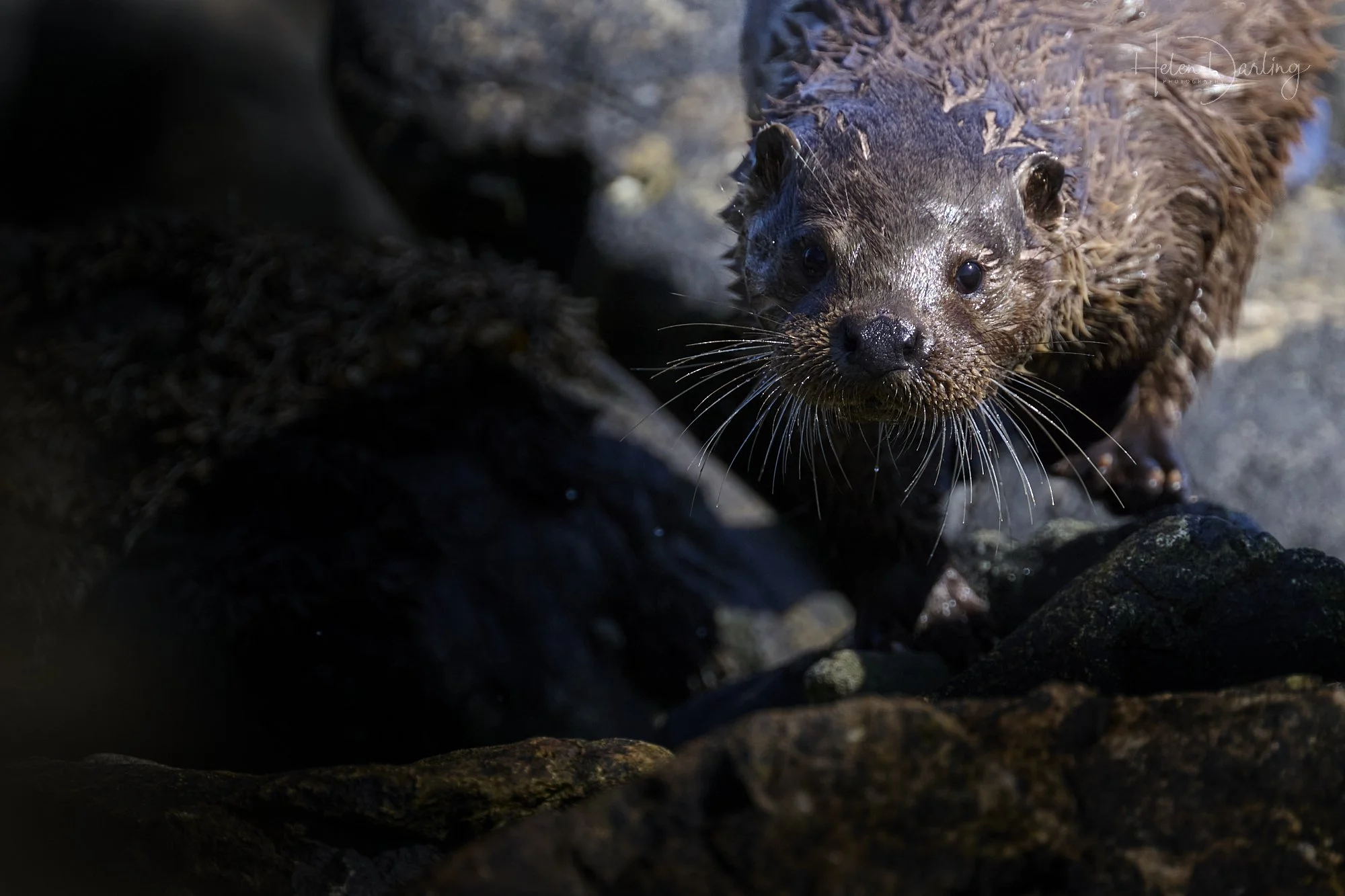 Otter, Shetland