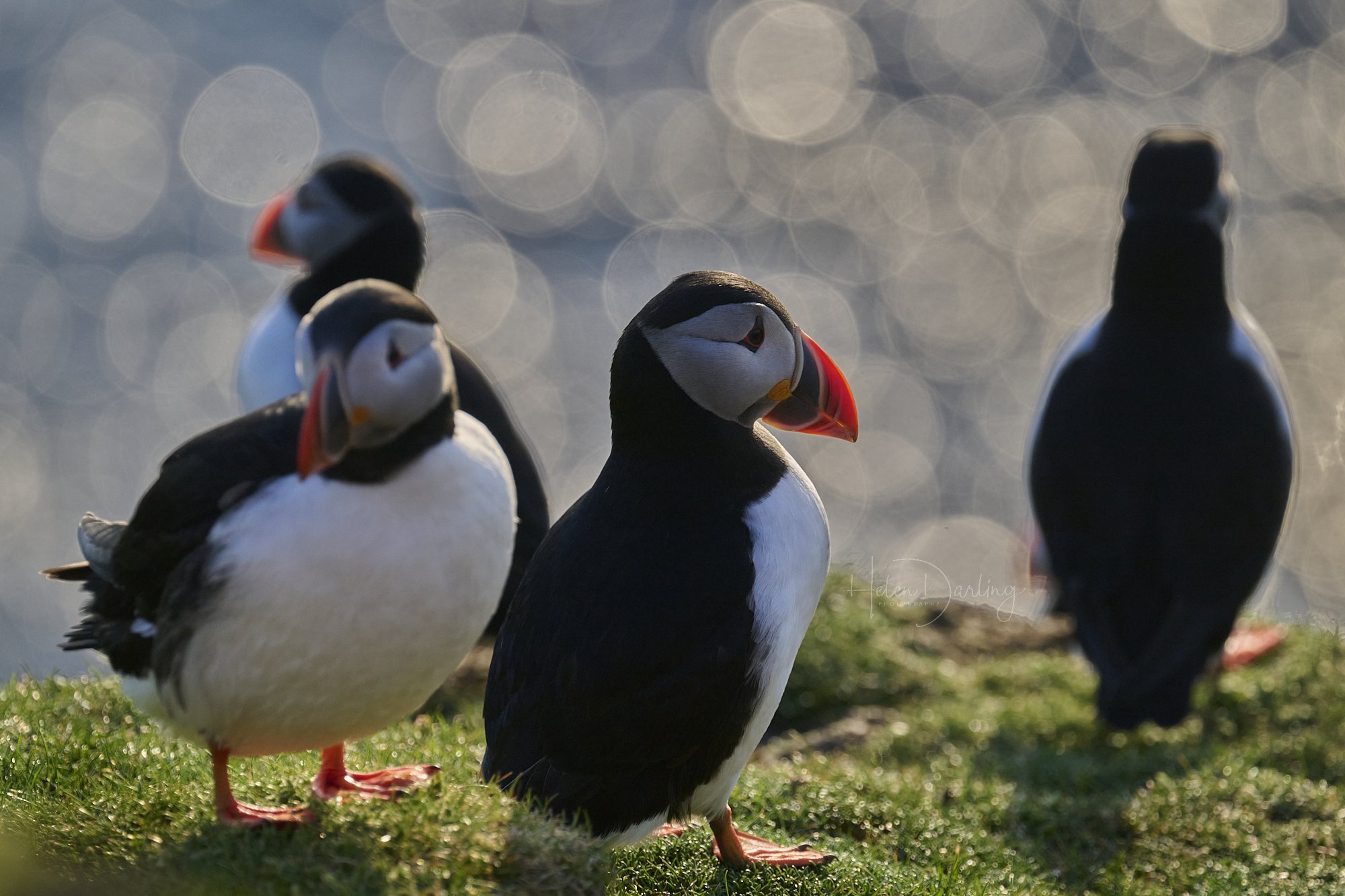 Puffin