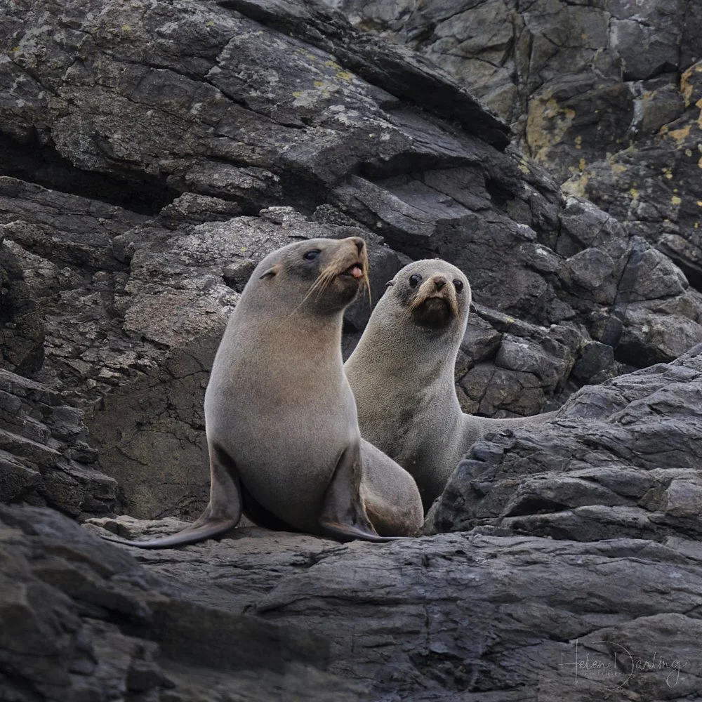 New Zealand Fur Seals