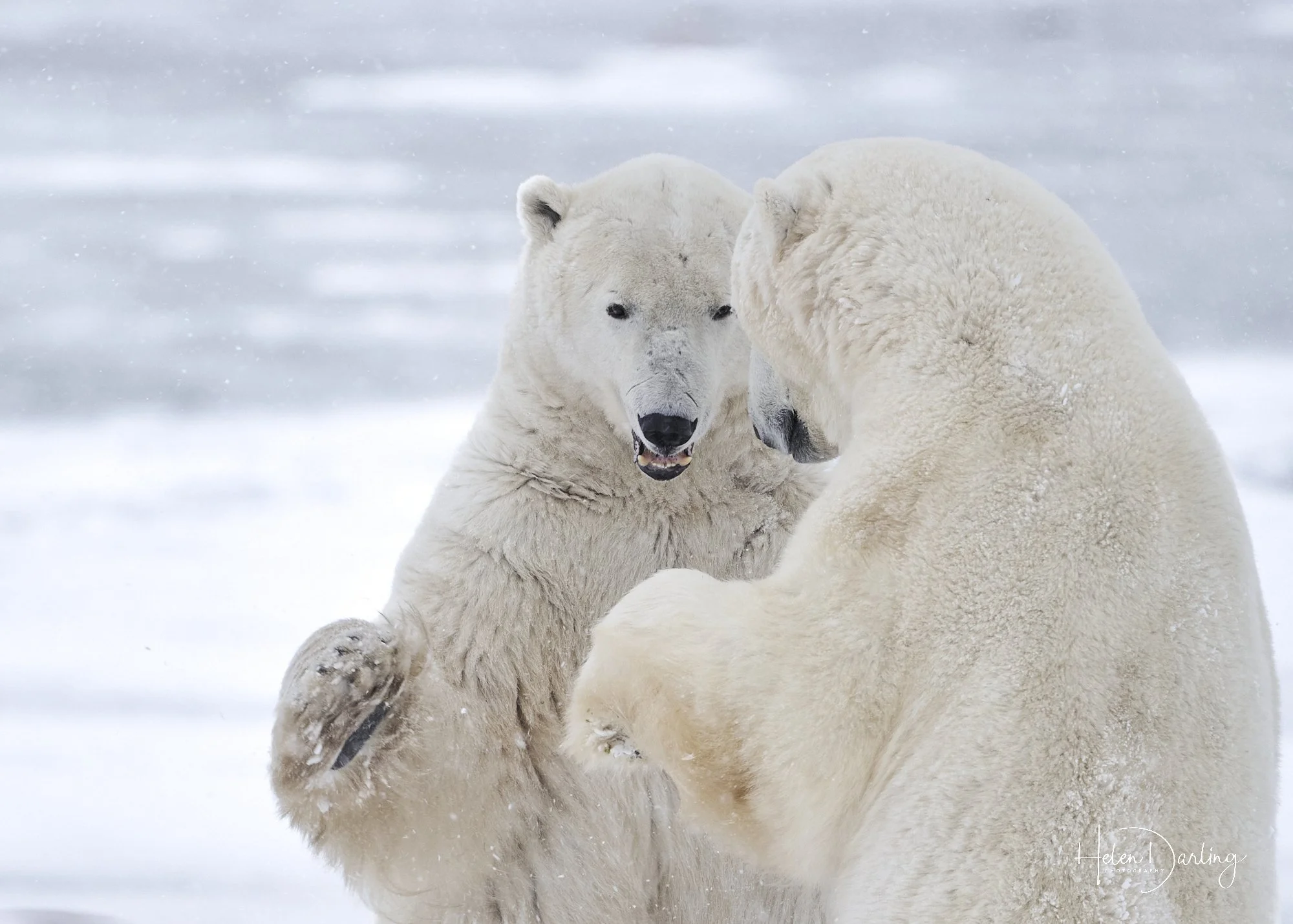 Polar Bears Sparring, Canada