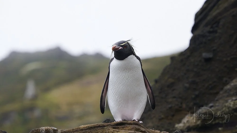Rockhopper Penguin
