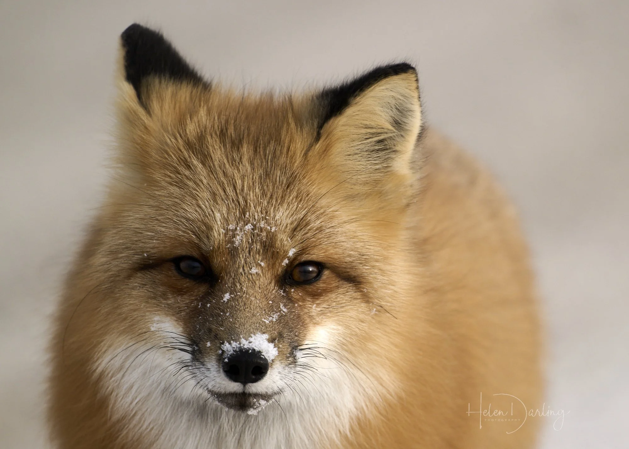 Red Fox, Churchill Canada
