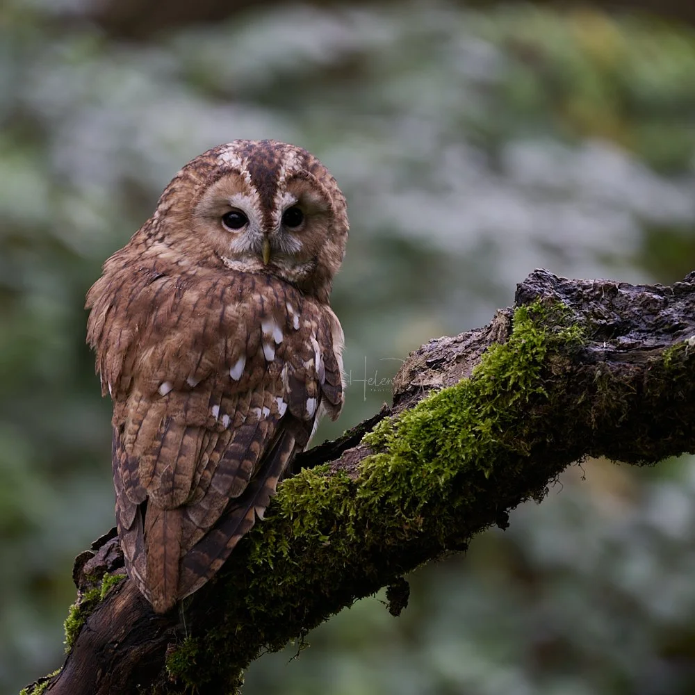 Tawny Owl