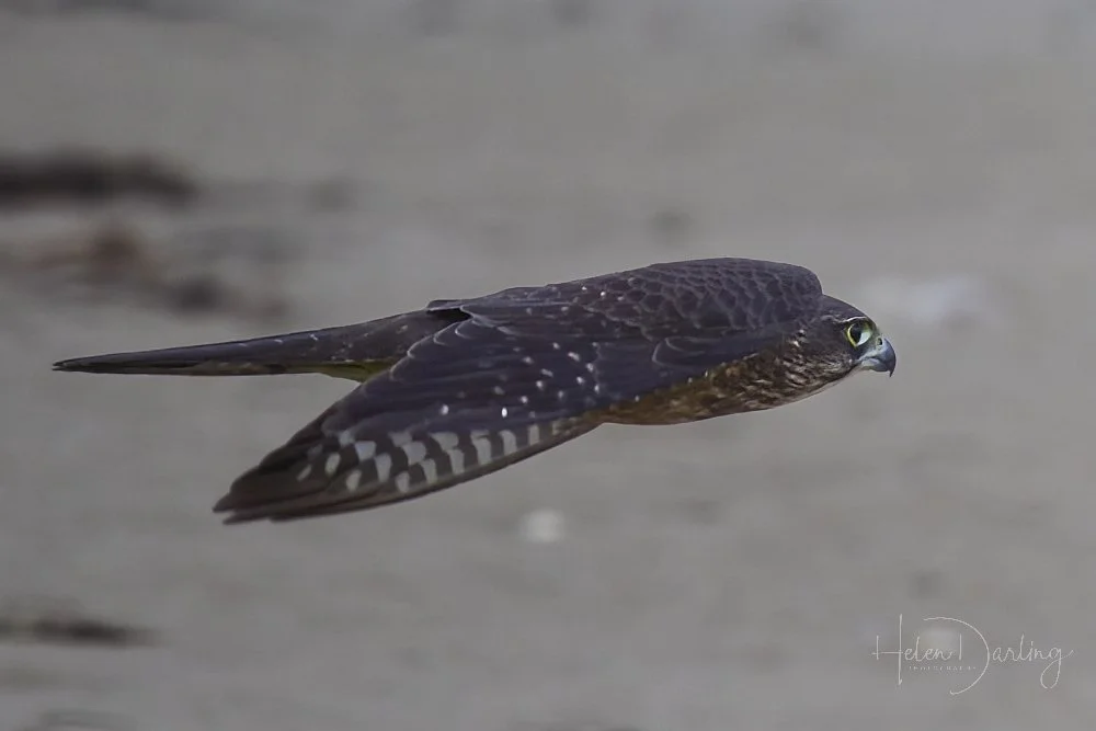 Kārearea | Falcon