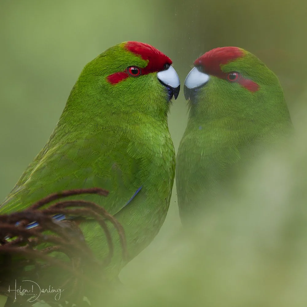 Kakariki