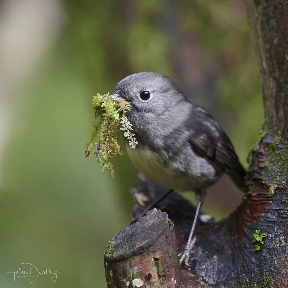 South Island Robin