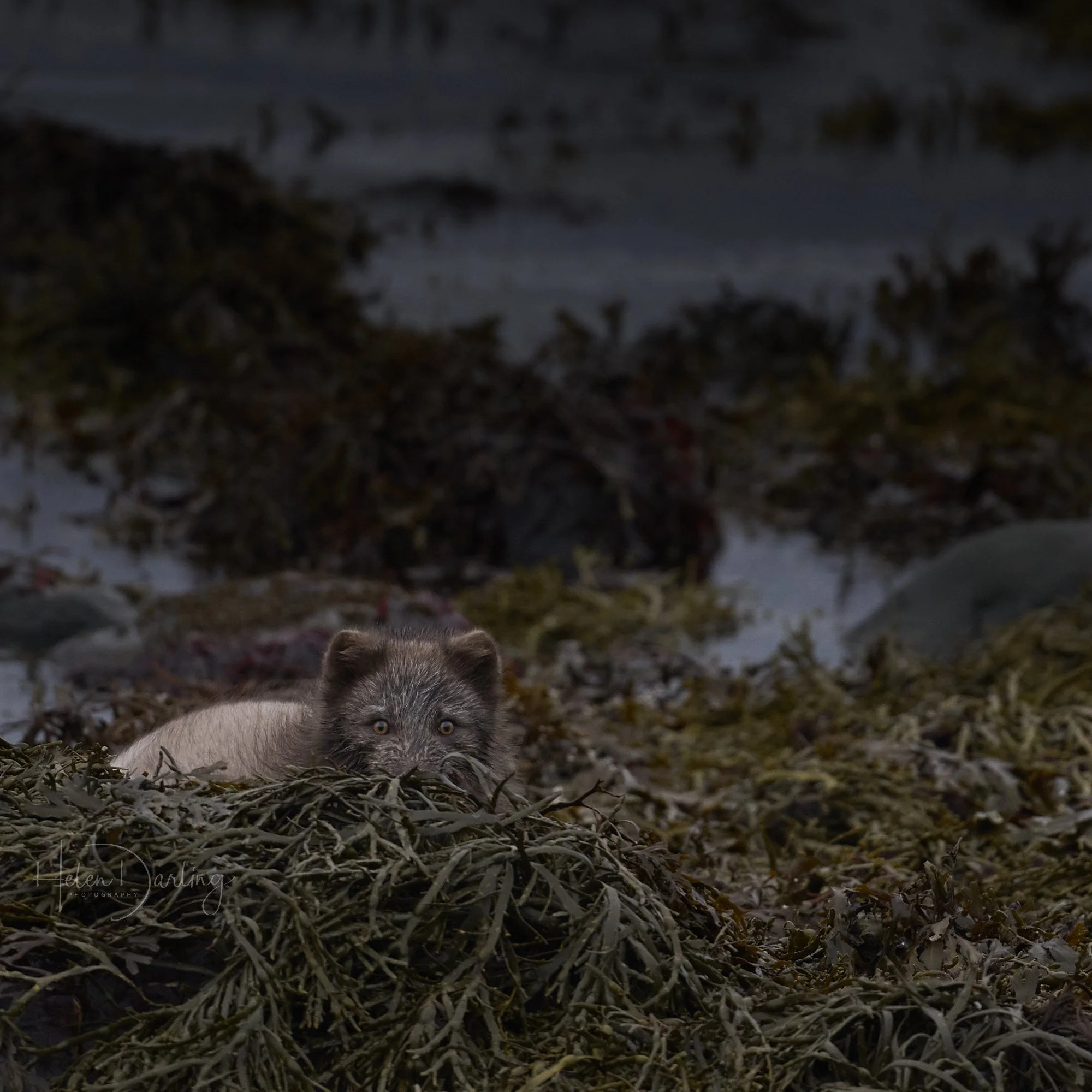 Arctic Fox, Iceland