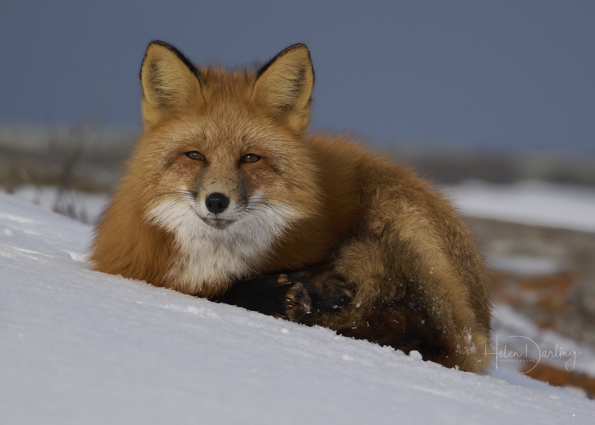 Red Fox, Churchill Canada