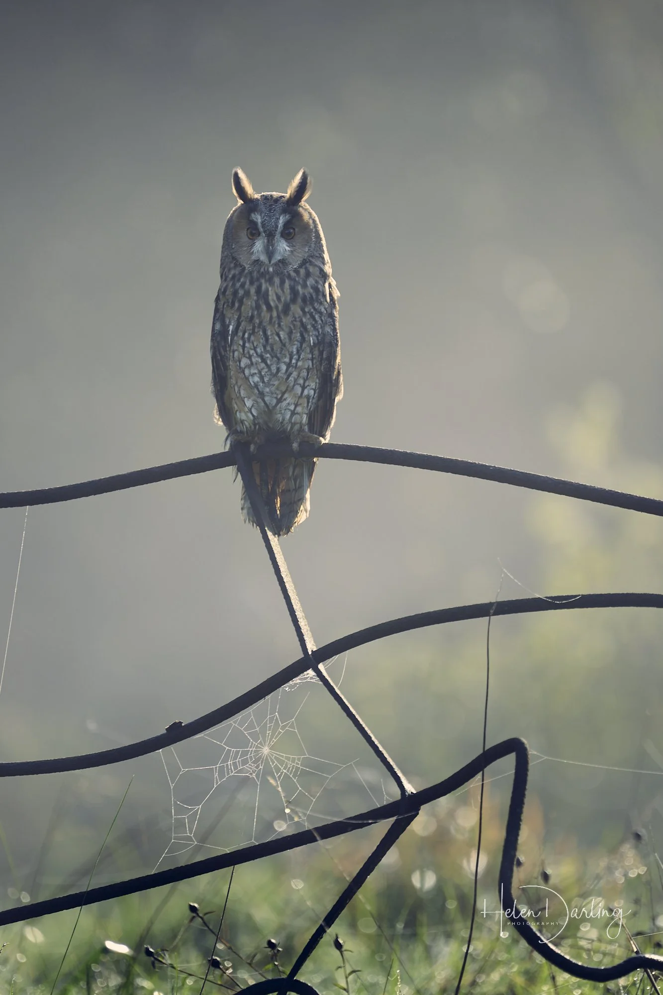 Long Eared Owl