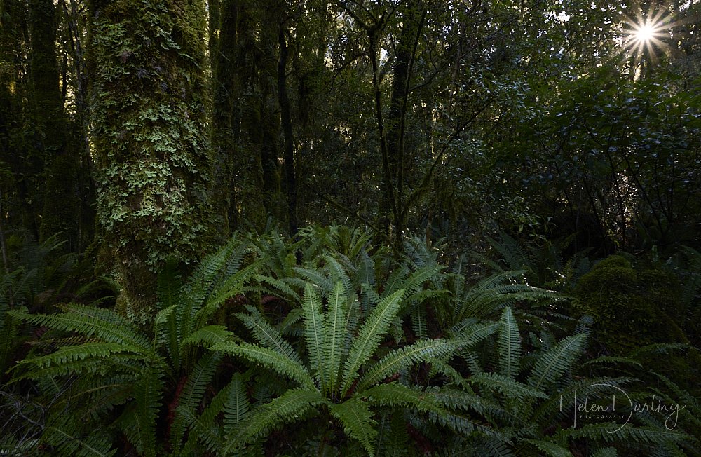 Fiordland National Park