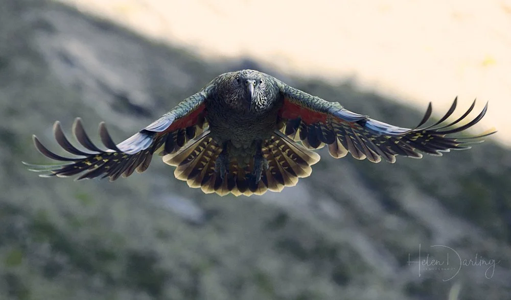 Kea