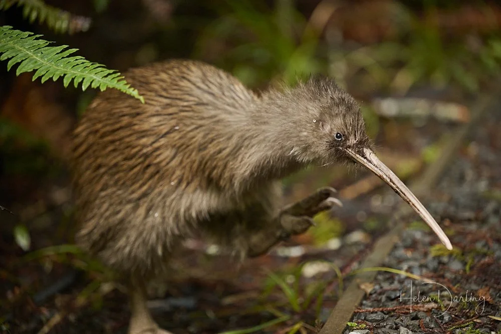 Tokoeka | Brown Kiwi