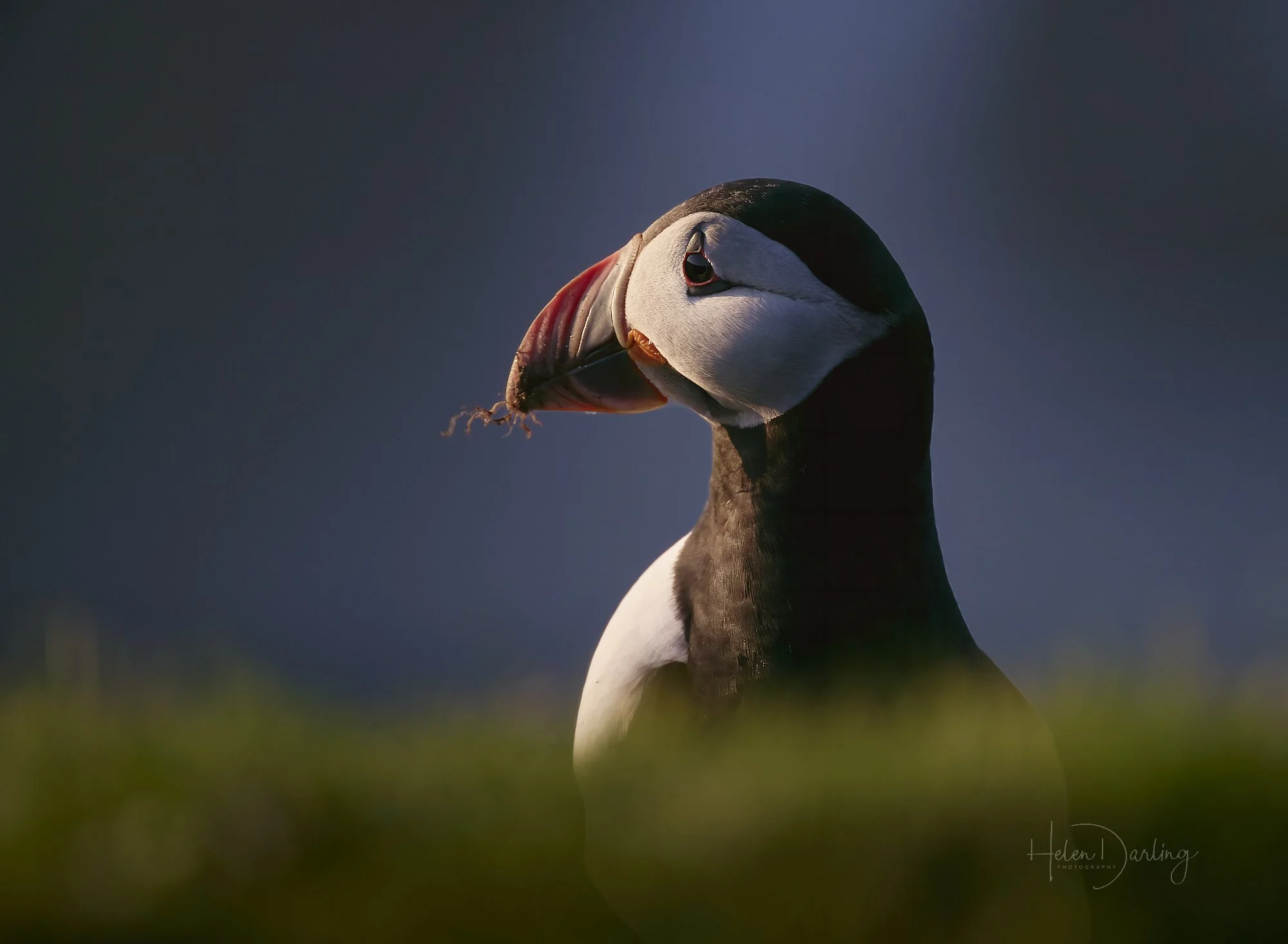 Puffin