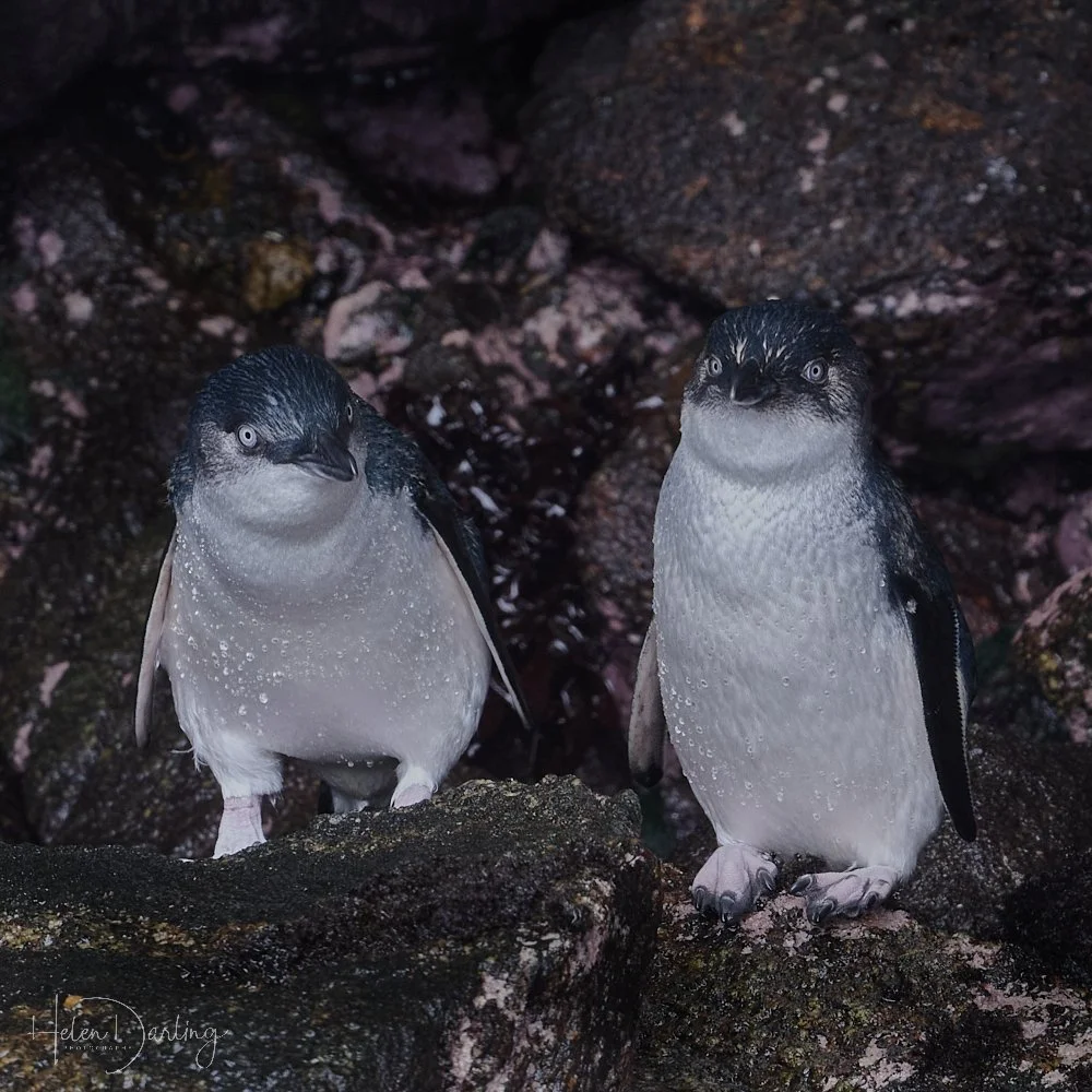 Korora | Little Blue Penguin