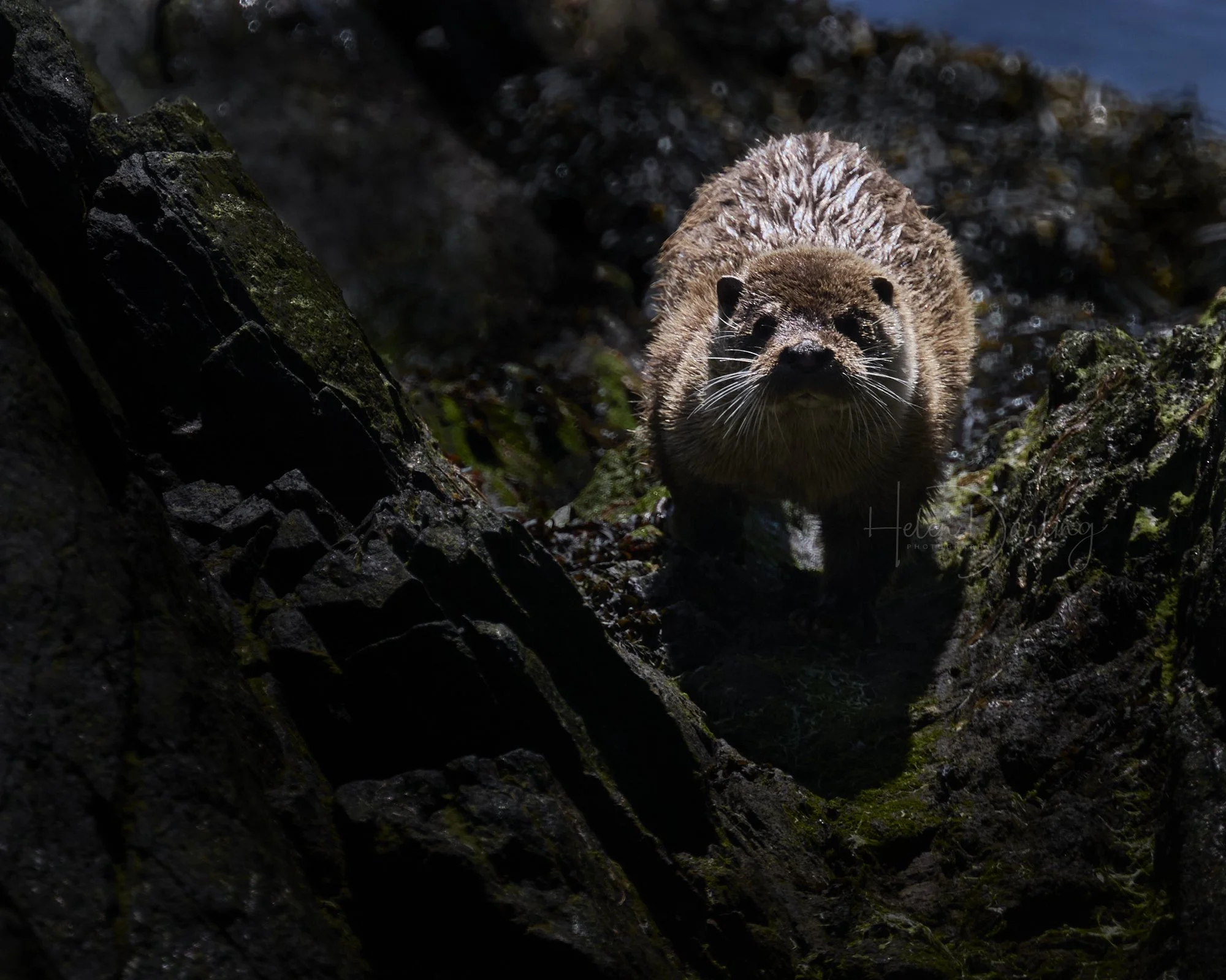 Otter, Shetland