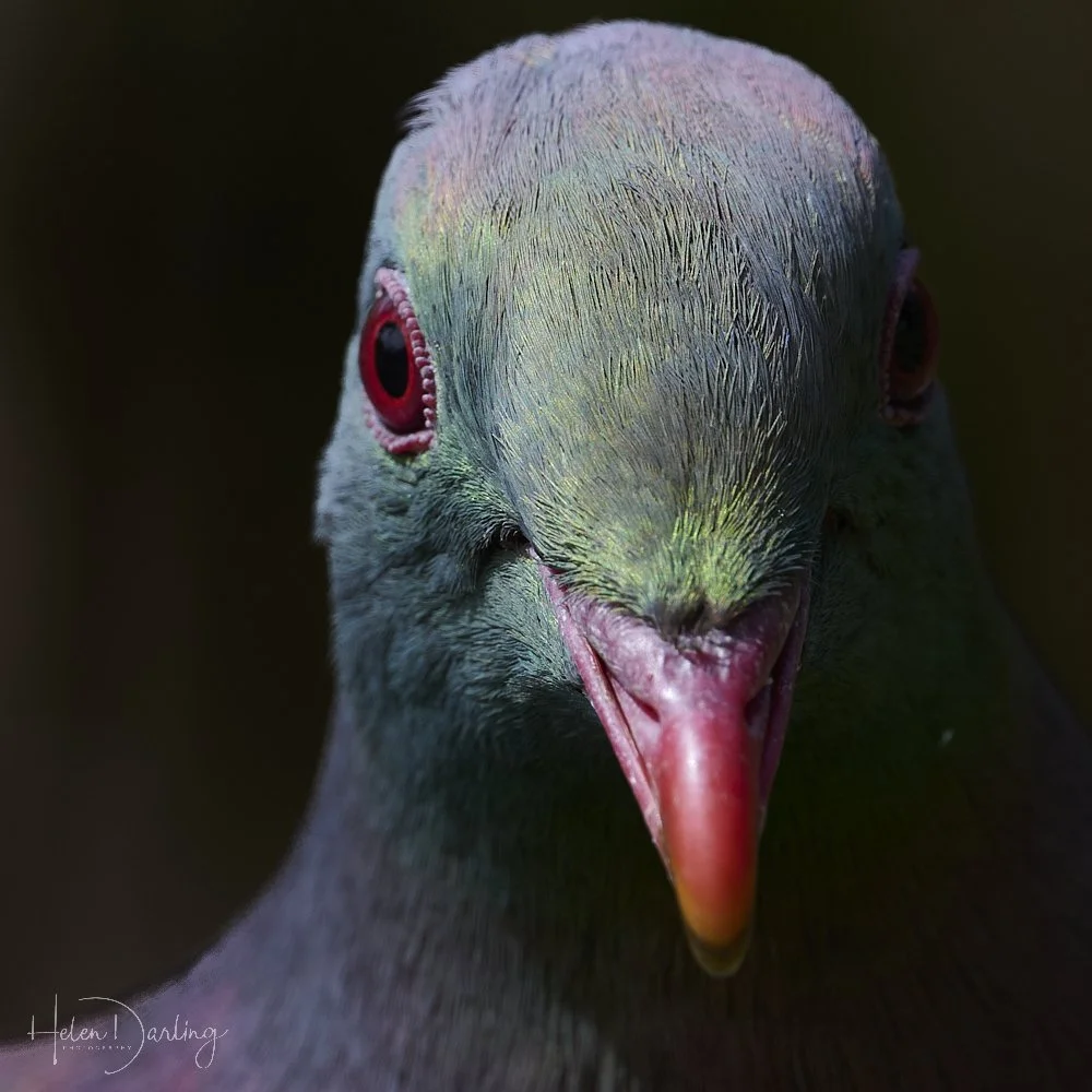Kereru