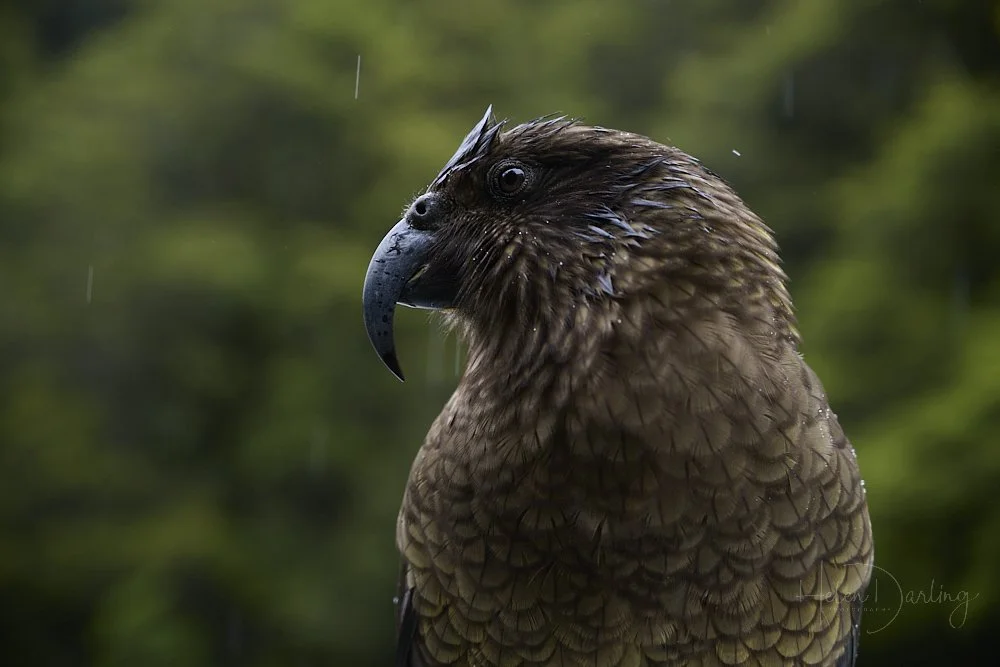 Kea