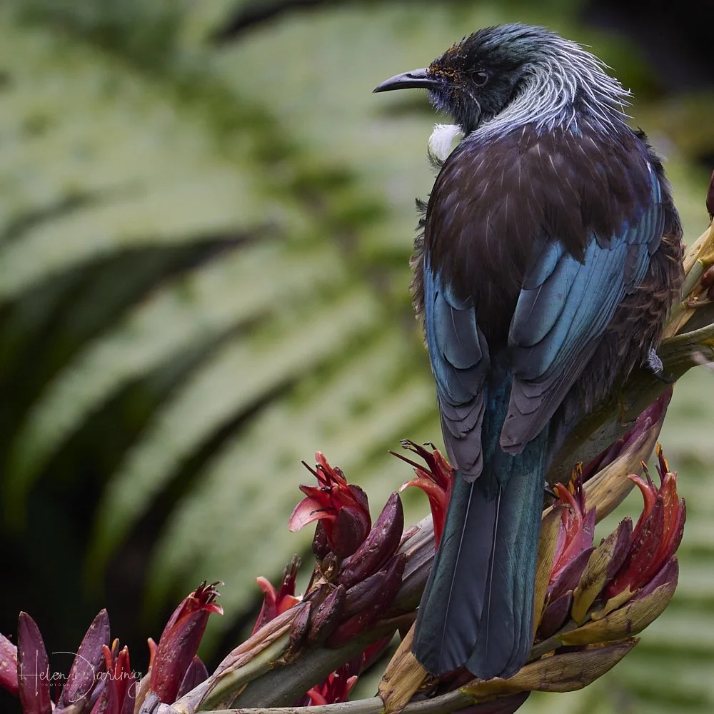 Tui