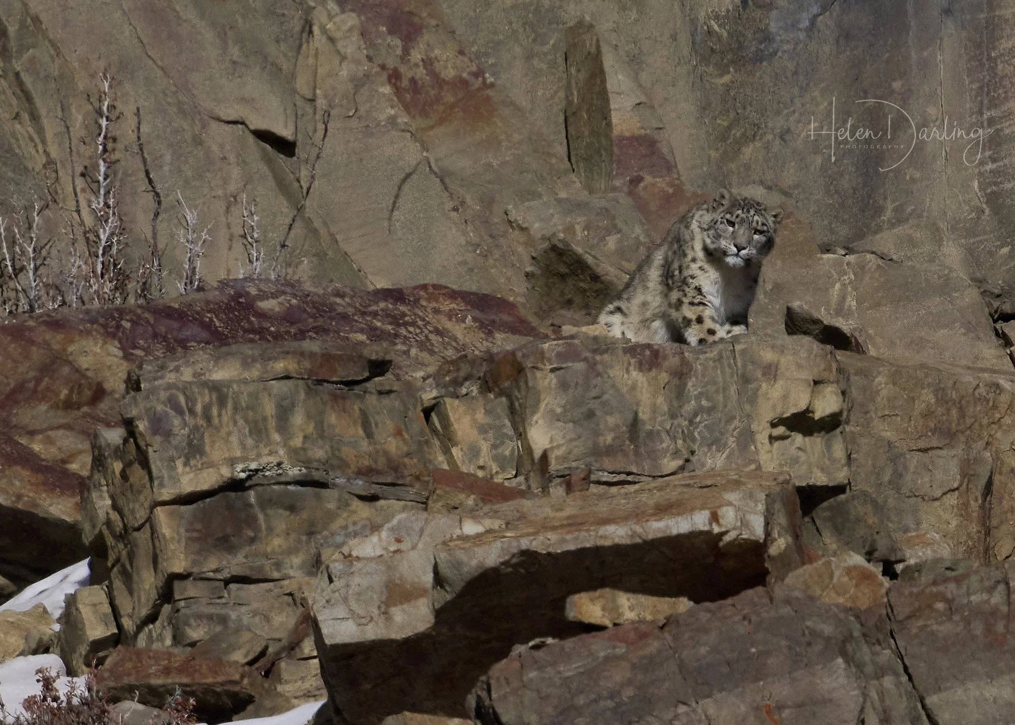 Snow Leopard, India