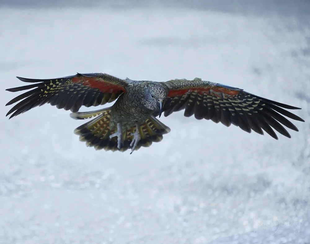 Kea