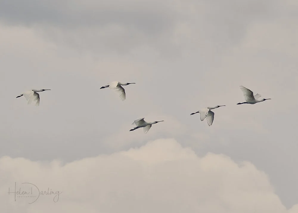 Spoonbills in flight
