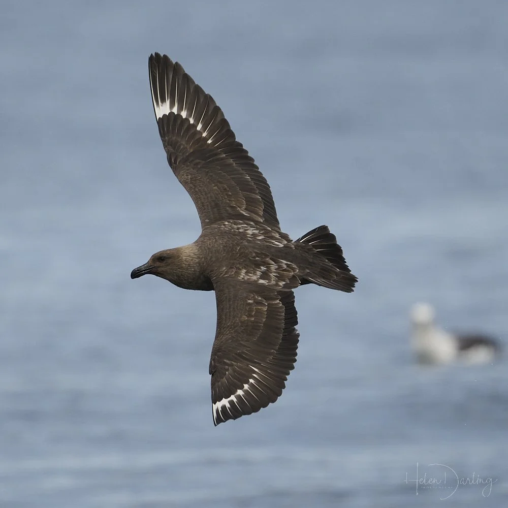 Skua