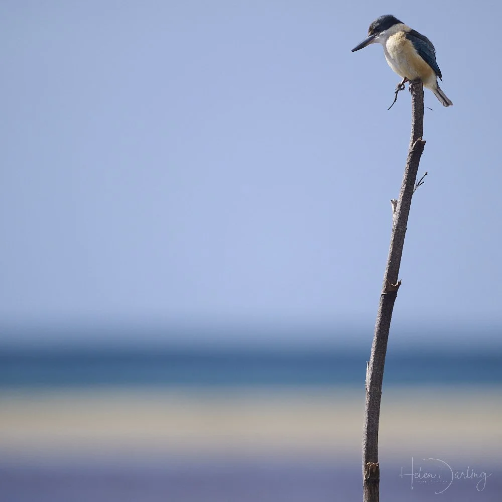 Kotare | Kingfisher