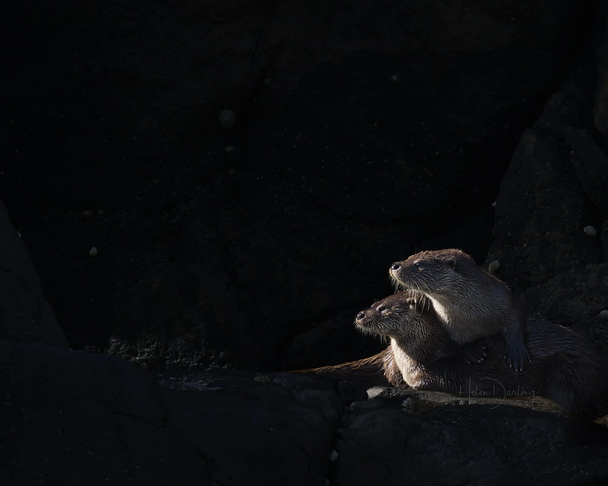 Otter family, Shetland