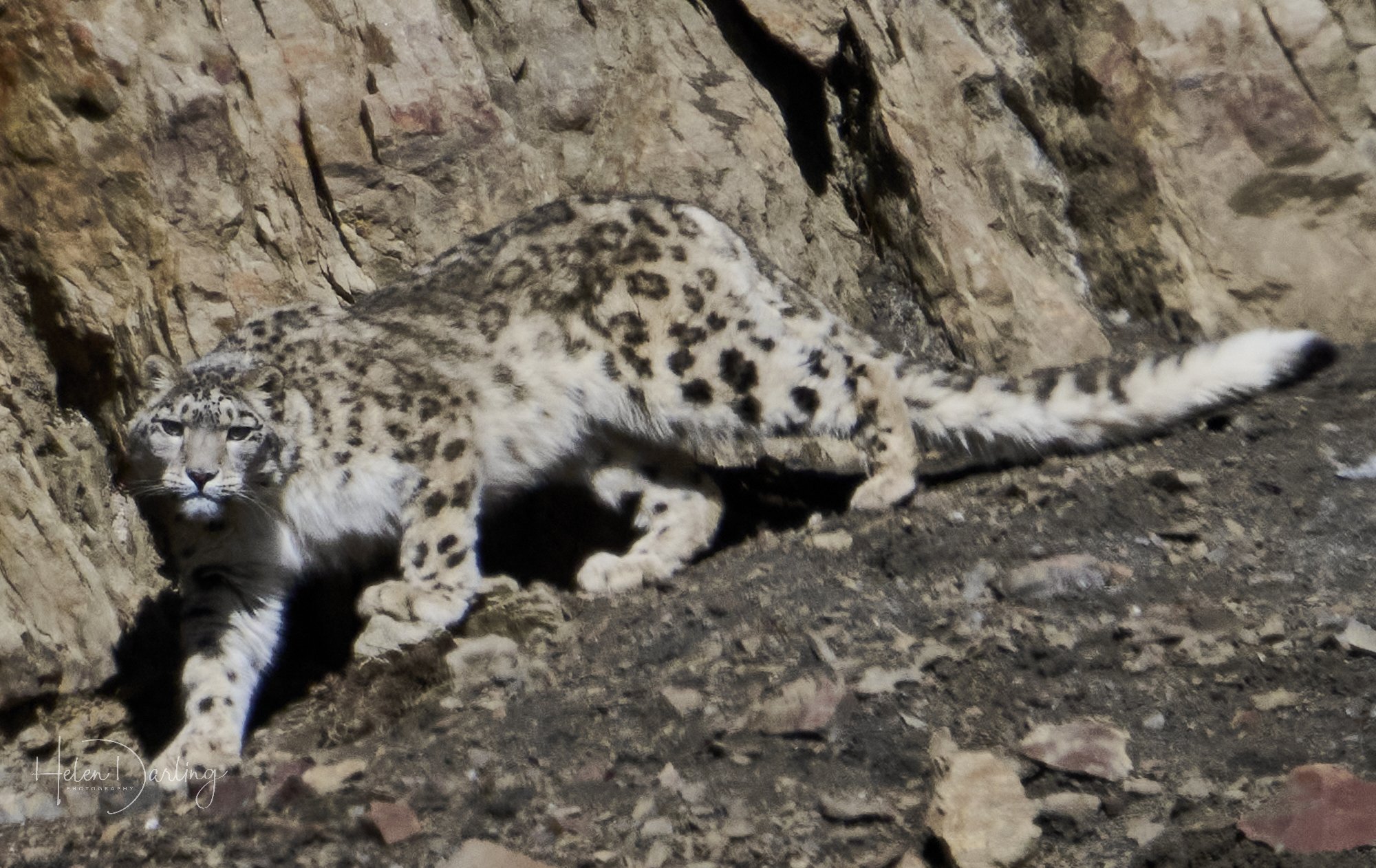 Snow Leopard, India