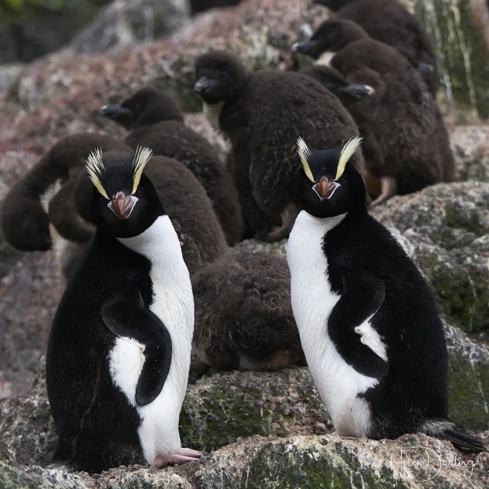 Erect Crested Penguins