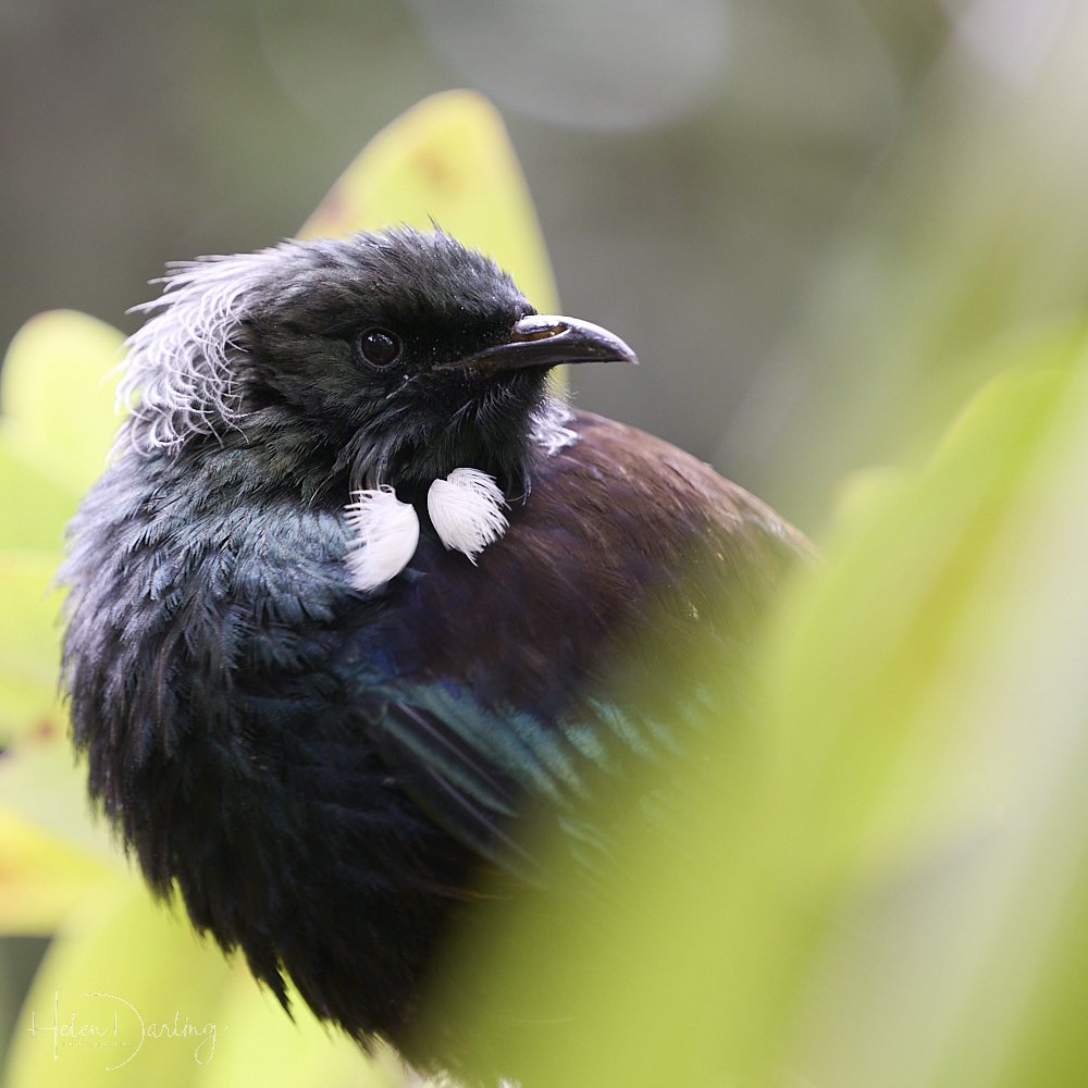 Tui