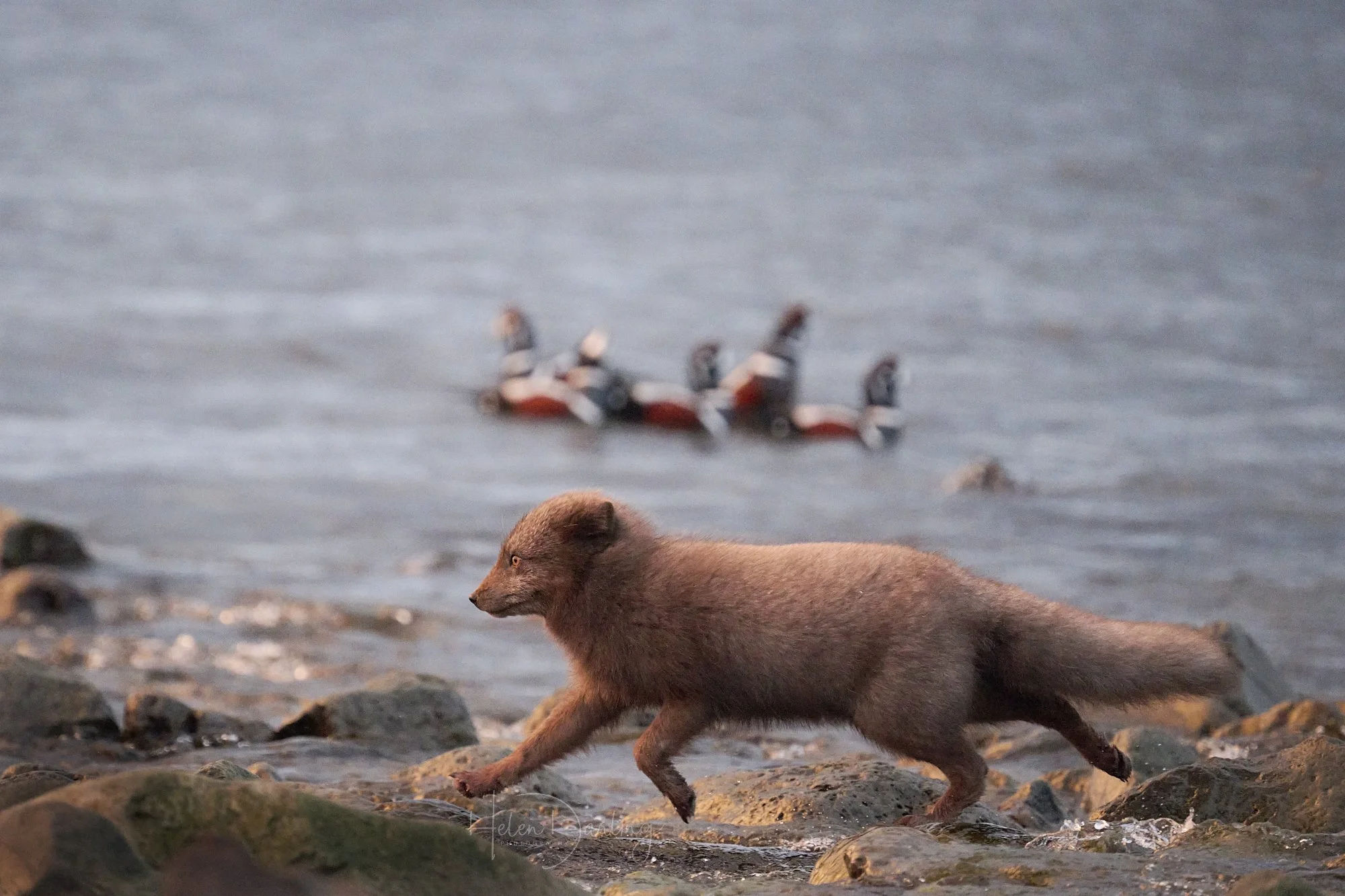Arctic Fox, Iceland